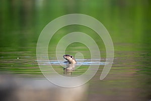 Smooth coated otter or Lutrogale pers mirror image playing in green calm water of ramganga river at jim corbett national park