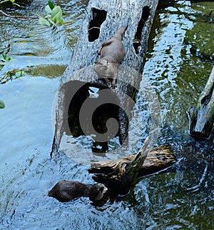 Smooth-coated Otter (Lutrogale perspicillata)