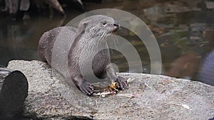 Smooth-coated otter , lutrogale perspicillata, adult standing on Rock, eating a root,