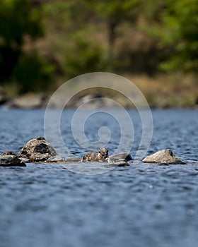 Smooth coated otter or Lutrogale perspicillata eating fish after hunting in ramganga river water at dhikala zone of jim corbett