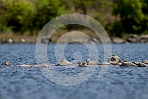 Smooth coated otter or Lutrogale perspicillata eating fish after hunting in ramganga river water at dhikala zone of jim corbett