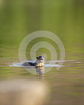 Smooth coated otter or Lutrogale perspicillata eating fish after hunting with reflection in ramganga river water at dhikala zone