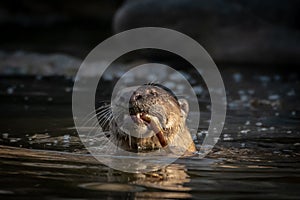 The smooth-coated otter Lutrogale perspicillata with a fish catch