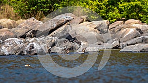 Smooth coated otter or Lutrogale perspicillata group a vulnerable animal species of Mustelidae family playful in ramganga river