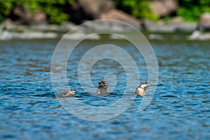 Smooth coated otter or Lutrogale perspicillata group a vulnerable animal species of Mustelidae family playful in ramganga river