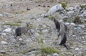 Smooth-coated otter or  Lutrogale perspicillata  looking straight at us in the river banks of Ram Ganga river