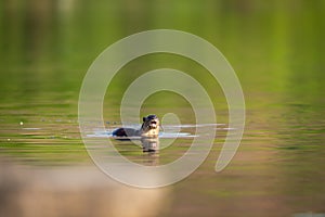 Smooth coated otter or Lutrogale perspicillata with reflection in ramganga river water at dhikala zone of jim corbett national