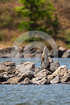 Smooth coated otter or Lutrogale perspicillata standing on two legs curious and active with eye contact on big rocks in middle of