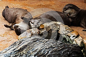 Smooth coated Otter - Lutrogale perspicillata - after a swim