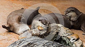 Smooth coated Otter - Lutrogale perspicillata - after a swim