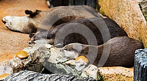 Smooth coated Otter - Lutrogale perspicillata - after a swim