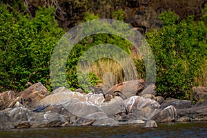 Smooth coated otter or Lutrogale perspicillata vulnerable animal species of Mustelidae family pair playful on big rocks near river