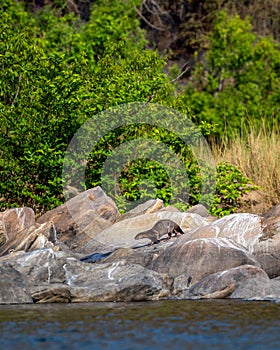 Smooth coated otter or Lutrogale perspicillata a vulnerable animal species of Mustelidae playful on big rocks near river shore in