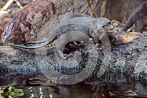 Smooth coated Otter portrait