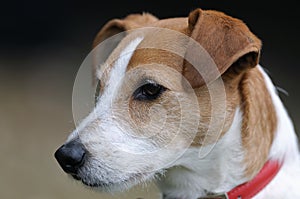 Smooth coated Parson Jack Russell Terrier portrait