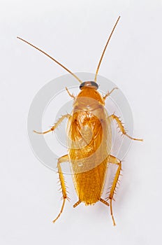 Smooth cockroach - Symploce pallens