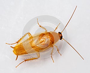 Smooth cockroach - Symploce pallens