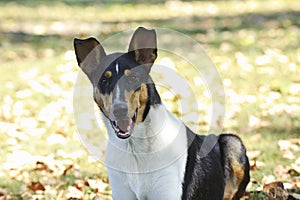 Smooth Collie dog