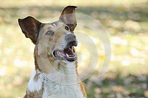 Smooth Collie dog