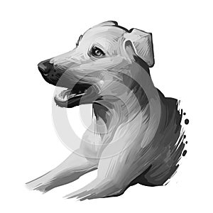 Smooth Collie dog digital art illustration isolated on white background. Scotland origin tricolor working, herding dog. Cute pet
