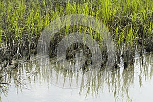 Smooth Cordgrass and Mud In An Inlet