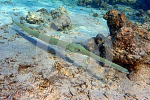 Smooth cornetfish - Fistularia commersonii ,coral reef Red Sea