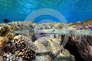 Smooth cornetfish - Fistularia commersonii ,coral reef Red Sea
