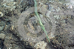 Smooth cornetfish - Fistularia commersonii, coral reef Red Sea