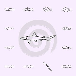 smooth dogfish icon. Fish icons universal set for web and mobile