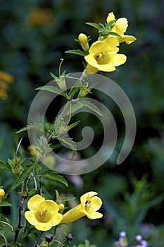 Smooth False Foxglove    602004