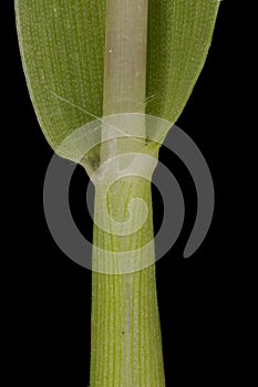 Smooth Finger Grass (Digitaria ischaemum). Culm and Leaf Sheath Closeup