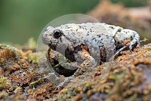 The smooth-fingered narrow-mouthed frog  kaloula baleata  in the moss photo