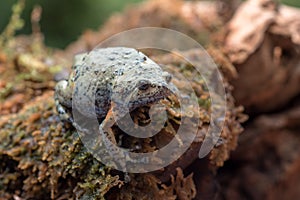 The smooth-fingered narrow-mouthed frog  kaloula baleata  in the moss photo