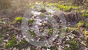 Smooth flowing river in slow motion through moorland with green swamp plants and peaceful silence and bird songs