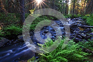 Smooth forest stream in the evening light