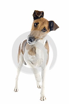 Smooth fox terrier