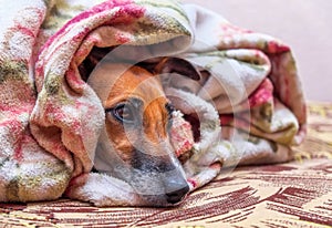 Smooth Fox Terrier dog on couch under blanket