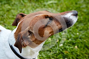 Smooth Fox Terrier dog looking up. Head close-up with ears pressed, over the green grass background at summer day. Happy