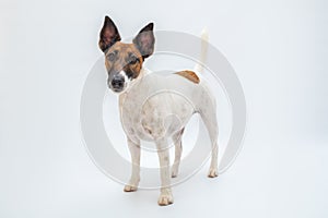 Smooth fox terrier dog stands in white isolated backdrop.