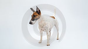 Smooth fox terrier dog stands in white isolated backdrop.