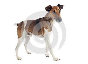 Smooth fox terrier photo