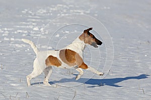 Smooth Fox Terrier is running on a flat snow surface. Training