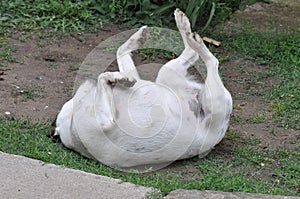 Dog scratching his back
