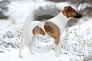 Smooth Fox Terrier standing in the rack on a flat snow surface.