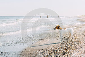 Smooth Fox Terrier stands. The Smooth Fox Terrier stands in the park