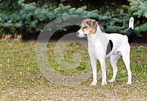 Smooth Fox Terrier stands.