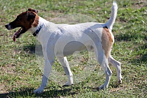 Smooth fox terrier stands in the park