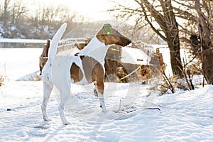 Smooth Fox Terrier in the winter woods