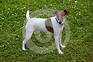 Smooth Fox Terrier yearling dog standing in the green grass at summer day. Happy foxterrier ready to play