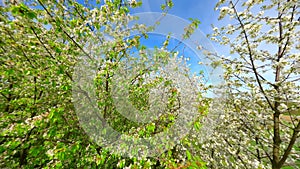 Smooth FPV Flight through blooming trees with white flowers in spring